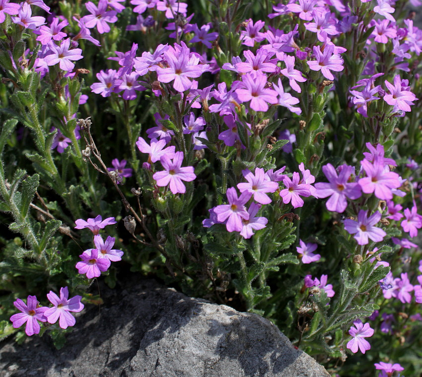 Изображение особи Erinus alpinus.