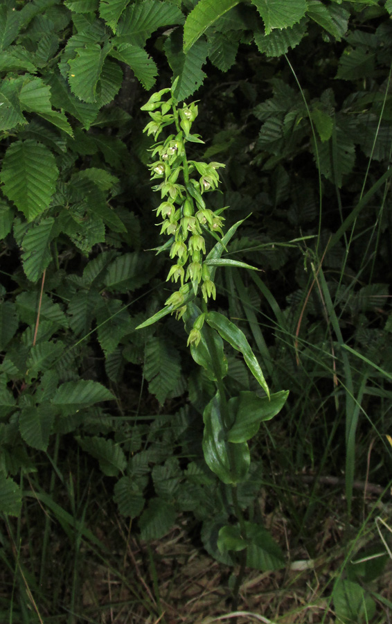 Изображение особи Epipactis persica.