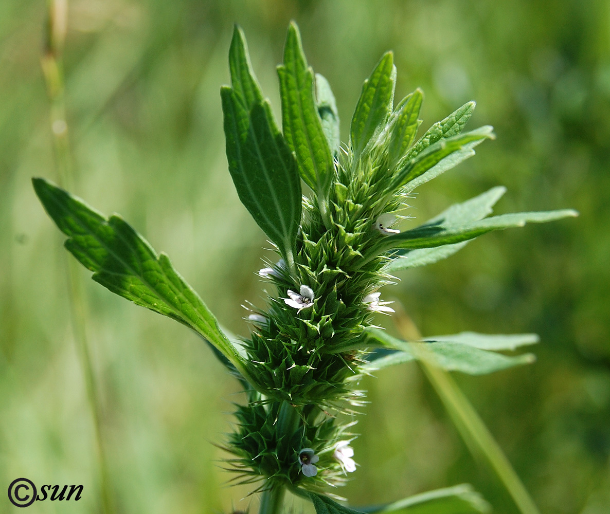 Изображение особи Chaiturus marrubiastrum.