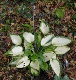 Hosta fortunei