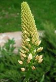 Eremurus robustus