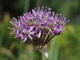 Allium suworowii