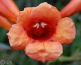 Campsis radicans