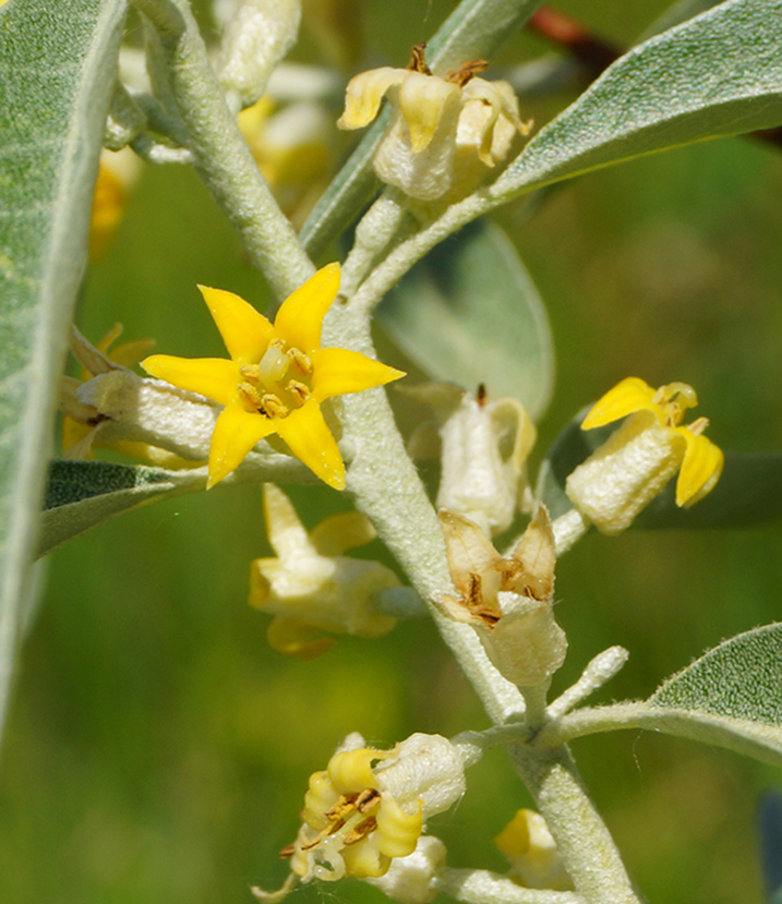 Изображение особи Elaeagnus oxycarpa.