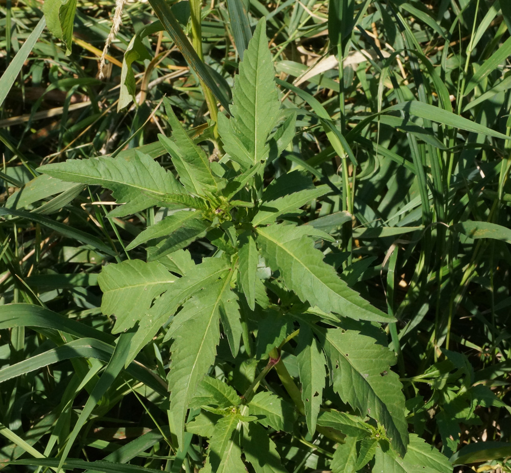 Image of Bidens tripartita specimen.