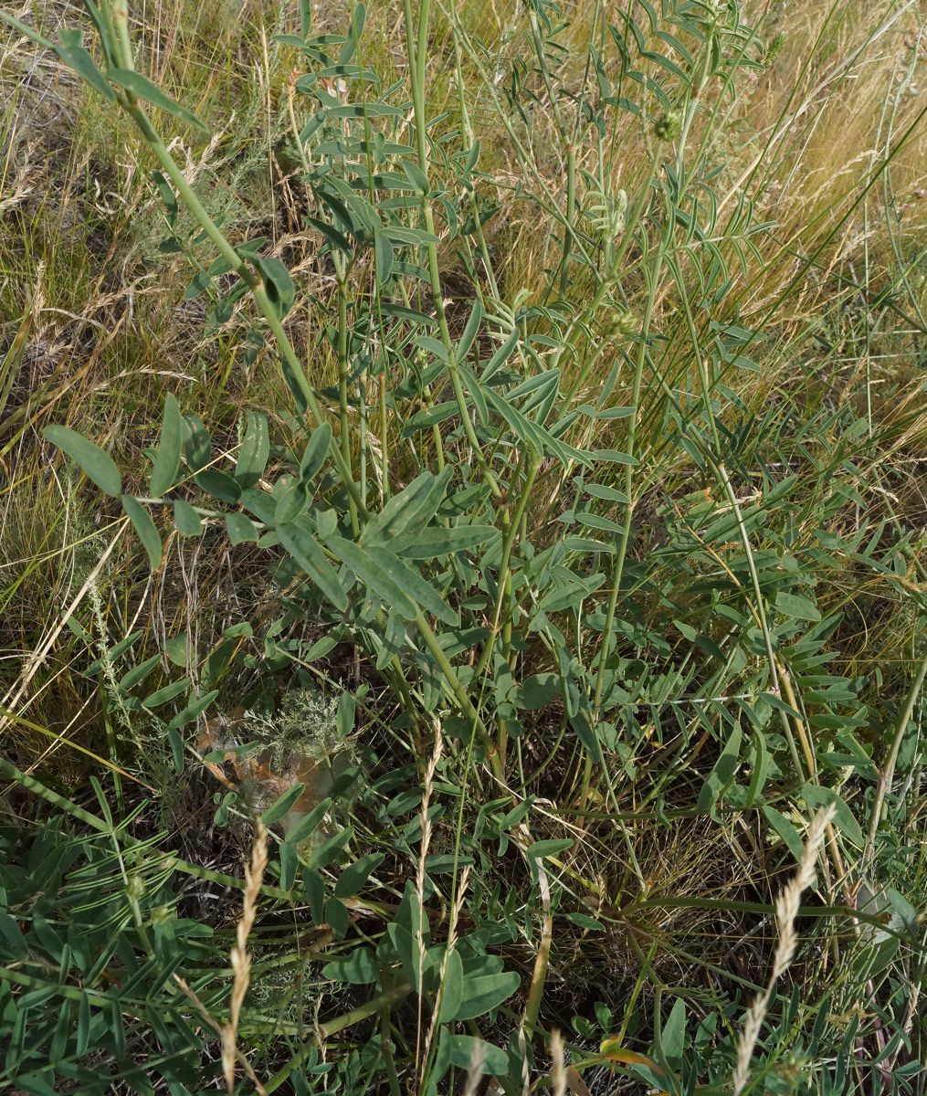 Изображение особи Onobrychis arenaria.