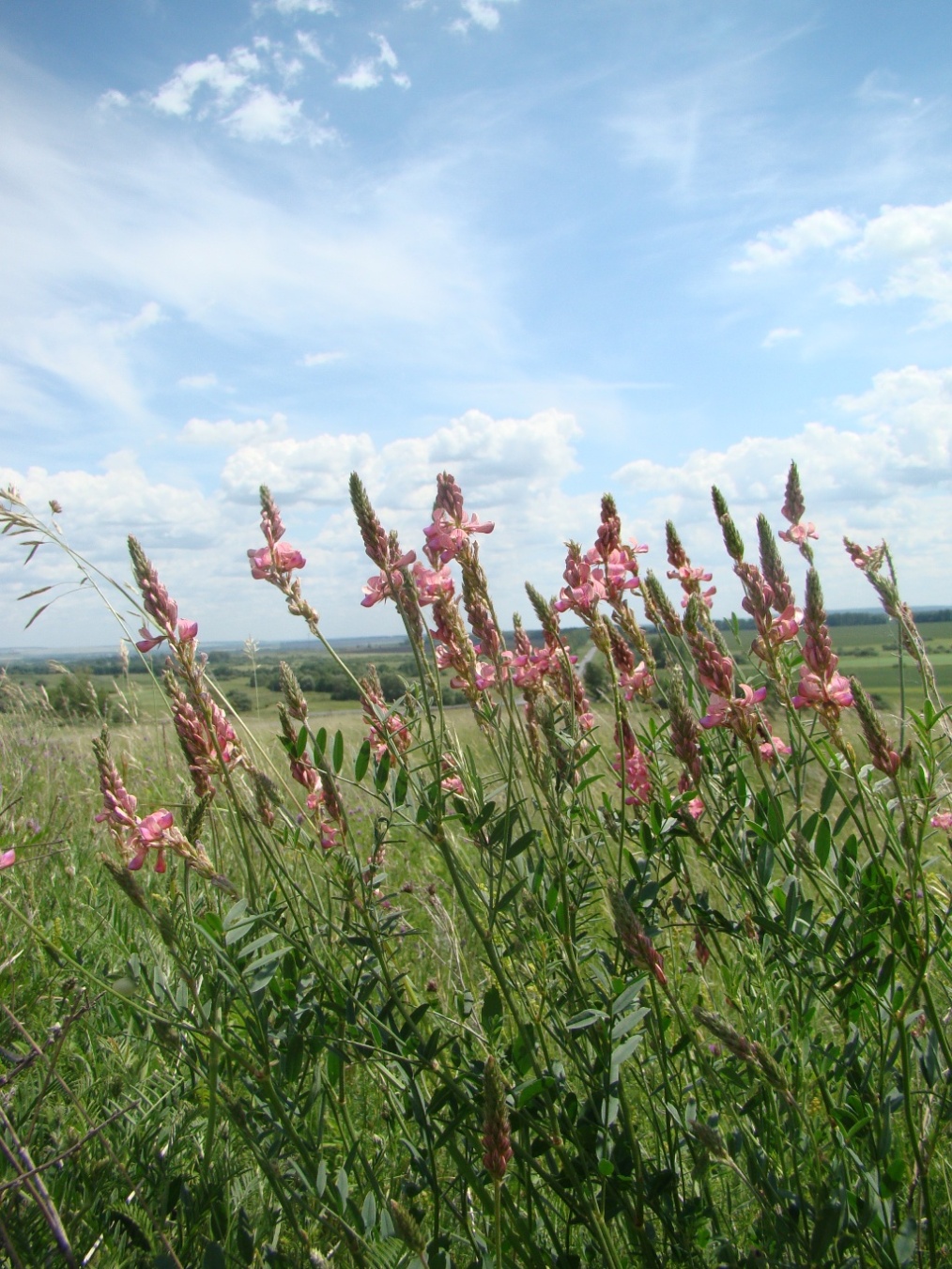 Изображение особи Onobrychis arenaria.