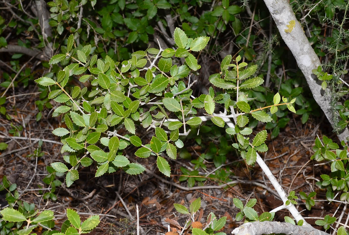 Image of Phillyrea latifolia specimen.