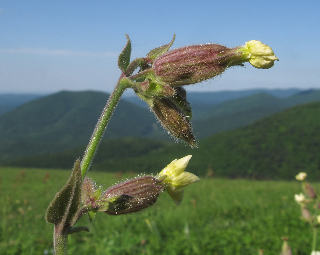 Изображение особи Melandrium latifolium.