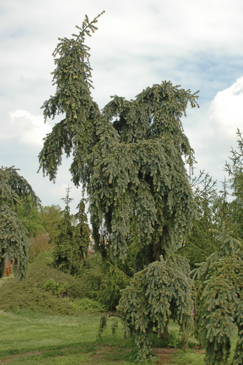 Изображение особи Picea abies f. pendula.
