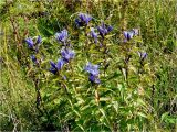 Gentiana asclepiadea