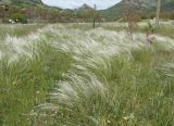 Stipa brauneri