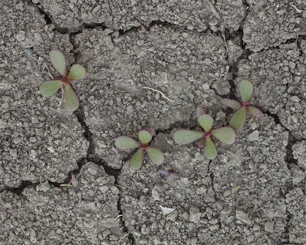 Изображение особи Portulaca oleracea.