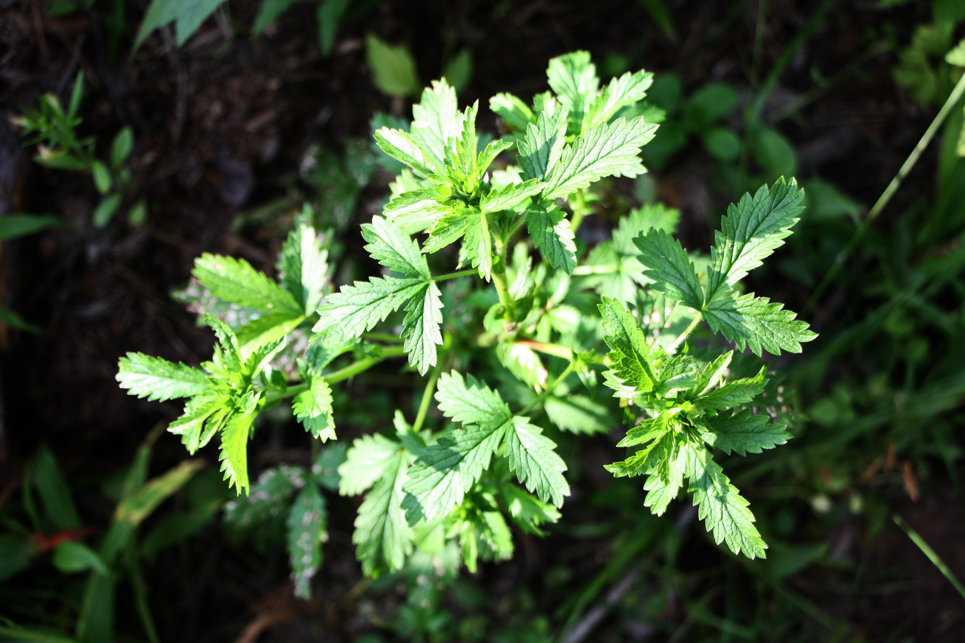 Изображение особи Potentilla norvegica.