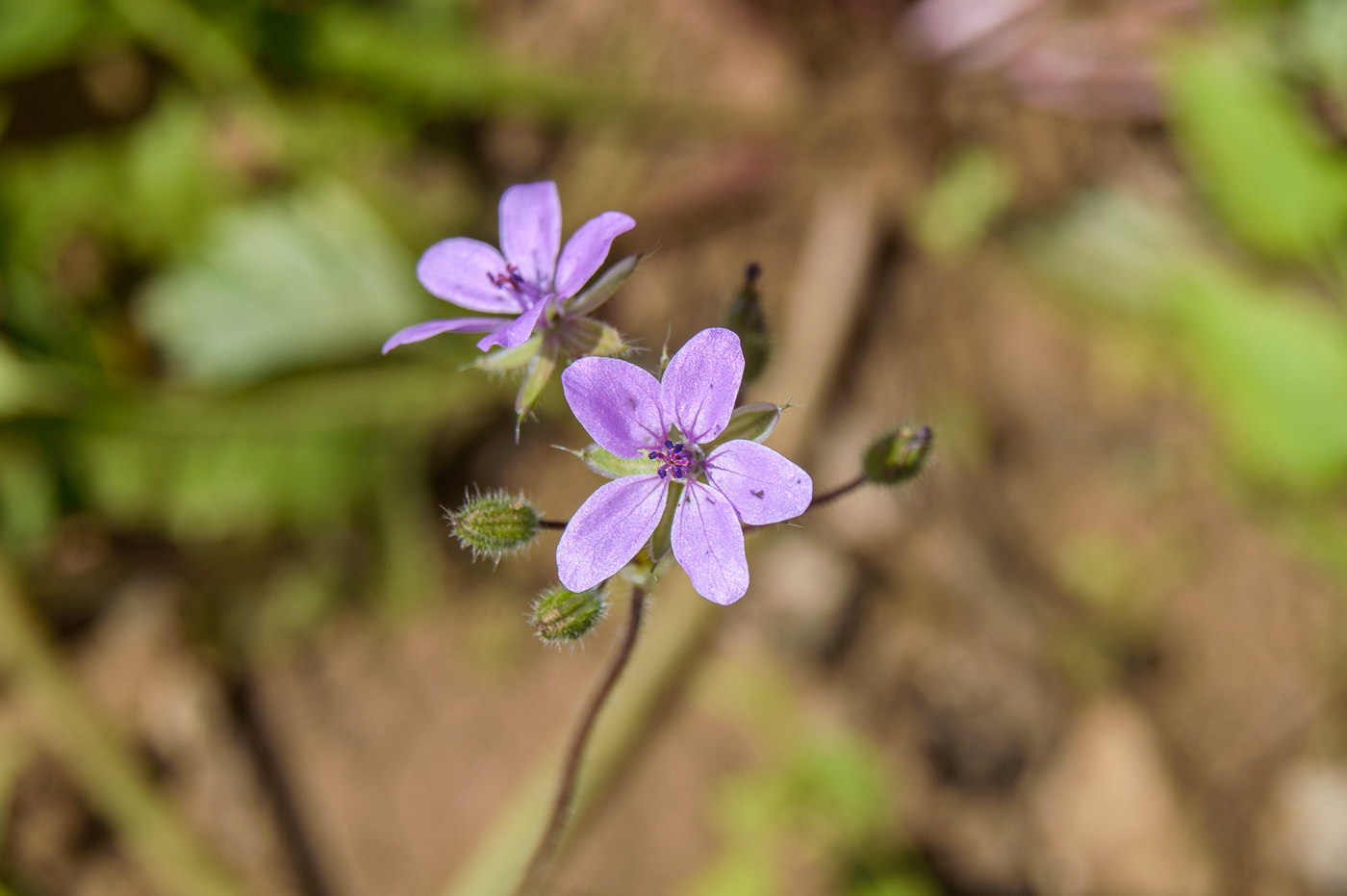 Изображение особи Erodium cicutarium.