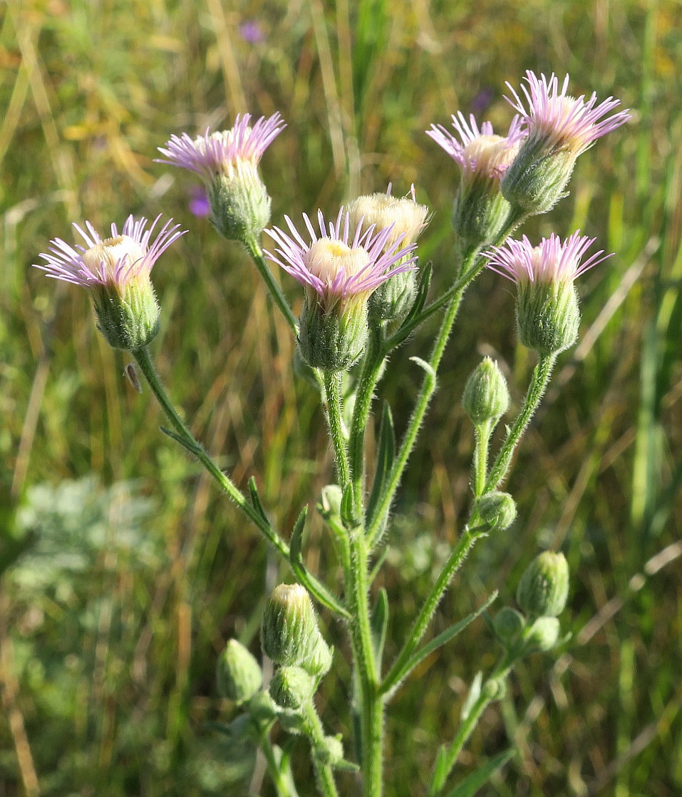 Image of Erigeron podolicus specimen.