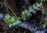 Plagiochila porelloides