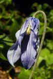 Clematis integrifolia