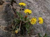 Taraxacum pectinatiforme