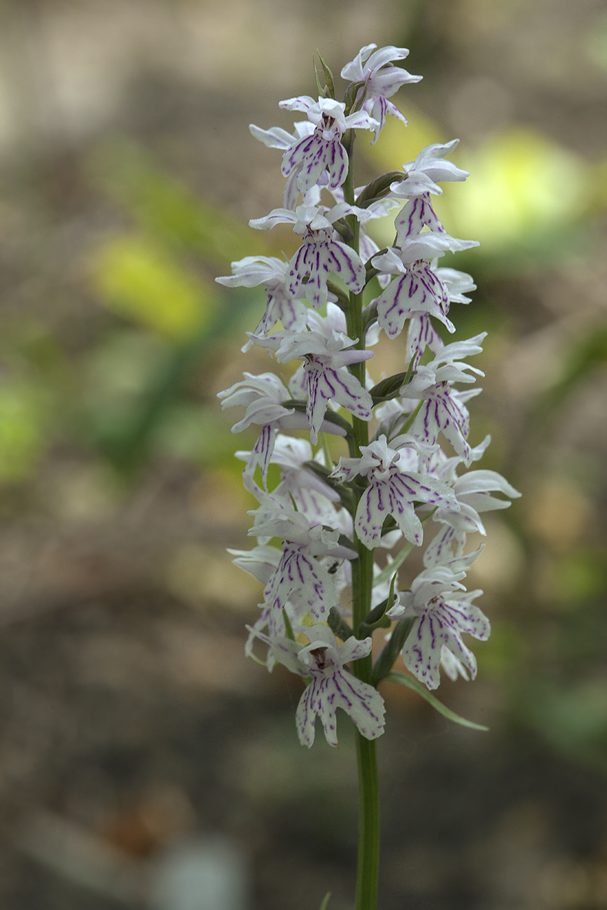 Изображение особи Dactylorhiza fuchsii.