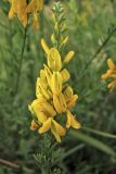 Genista tinctoria. Верхушка цветущего побега. Нидерланды, провинция Drenthe, окр. деревни Eelderwolde, луг у полосы отчуждения автомобильной дороги. 4 июля 2008 г.