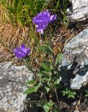 Campanula glomerata. Цветущие растения. Алтай, Катунский хребет, долина р. Куйгук, ≈ 2000 м н.у.м., каменистый склон. 05.07.2018.