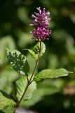 Syringa josikaea