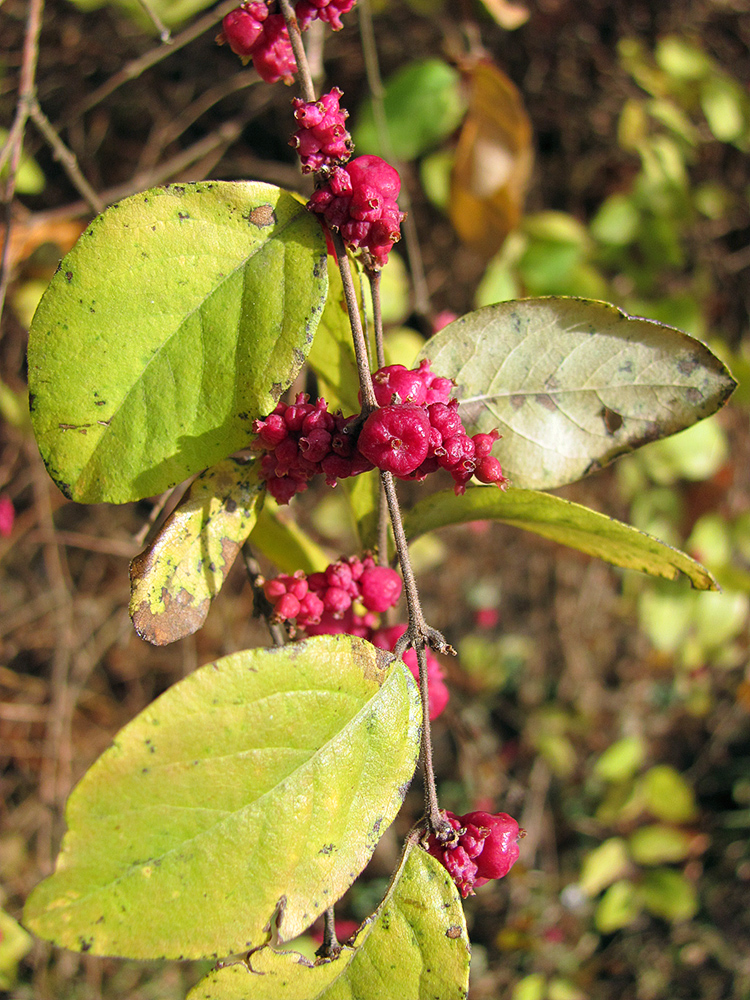 Изображение особи Symphoricarpos orbiculatus.