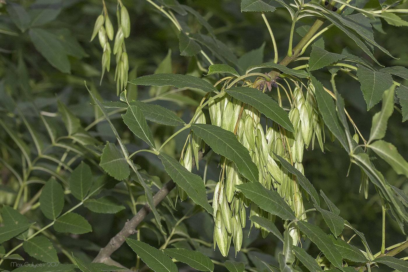 Изображение особи род Fraxinus.