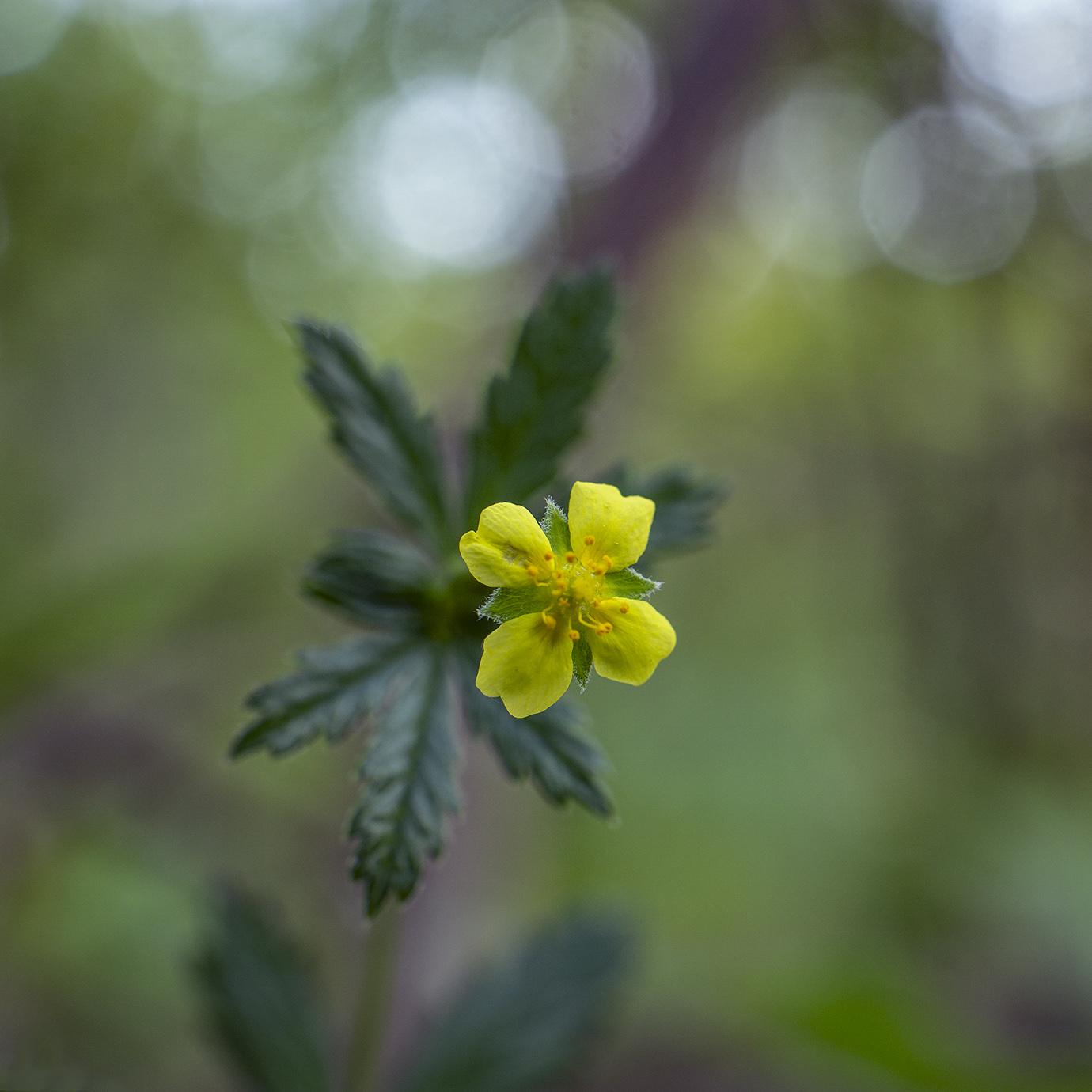 Изображение особи Potentilla erecta.