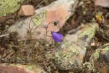 Campanula rotundifolia