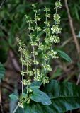 genus Rumex. Верхушка побега с соплодием. Челябинская обл., Чебаркульский р-н, берег оз. Еловое, заросли кустарников у воды. 07.08.2019.