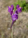 Linaria transiliensis