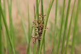 Juncus effusus