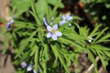 Anemone caerulea