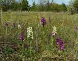 Anacamptis morio ssp. caucasica