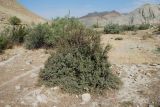 Cotoneaster saxatilis