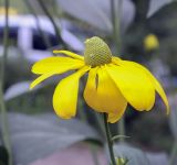 Rudbeckia laciniata