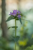 Campanula maleevii. Верхушка побега с соцветием. Краснодарский край, Кавказский биосферный заповедник, долина р. Малая Лаба, поляна в широколиственном лесу. 17.07.2021.