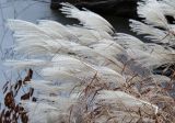 род Miscanthus. Верхушки побегов с соплодиями. Москва, территория зоопарка. 22.11.2021.