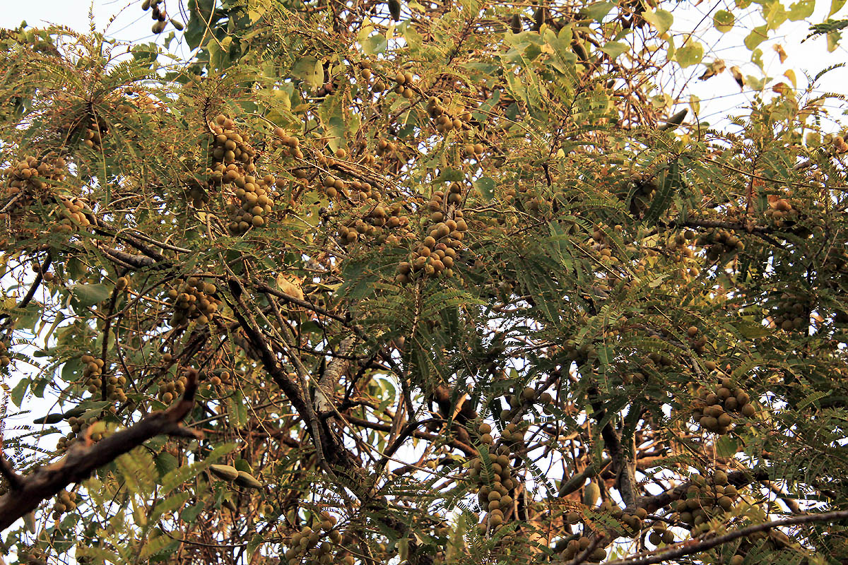 Изображение особи Phyllanthus emblica.
