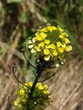 Erysimum hieraciifolium. Верхушка цветущего и плодоносящего побега. Магаданская обл., побережье бух. Гертнера, галечник. 04.07.2016.