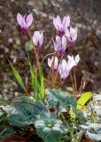 Cyclamen persicum. Верхушки побегов с цветками. Израиль, г. Тель-Авив, парк Аяркон, сад кактусов, на камнях. 22.11.2023.