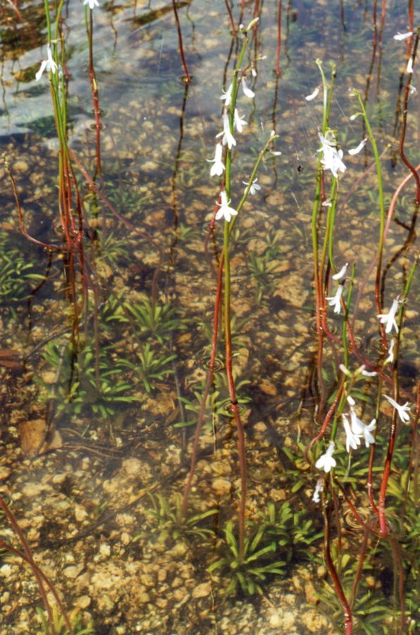 Изображение особи Lobelia dortmanna.