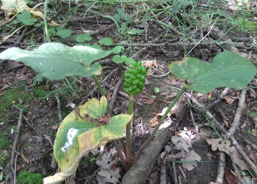 Изображение особи Arum elongatum.