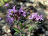 Thymus hirticaulis