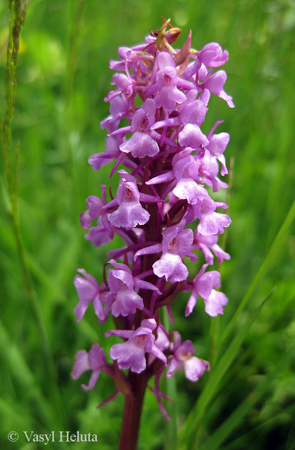 Image of Gymnadenia conopsea specimen.