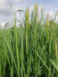 Typha latifolia