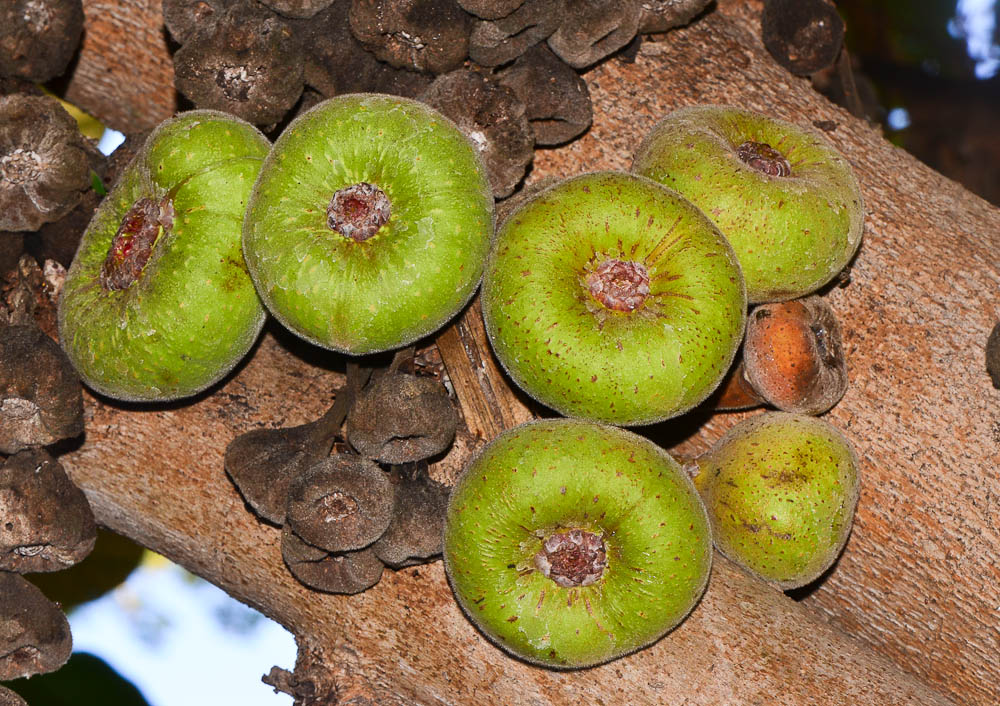 Изображение особи Ficus auriculata.