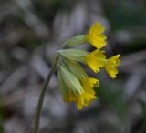 Primula подвид canescens